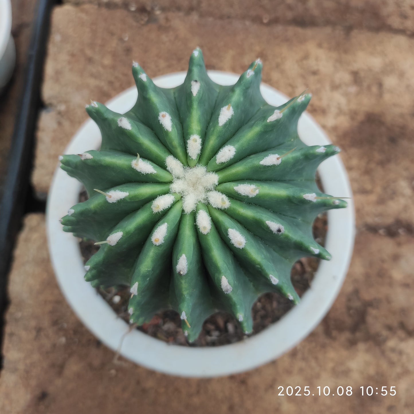 DMC066 王冠竜（11cm pot）
