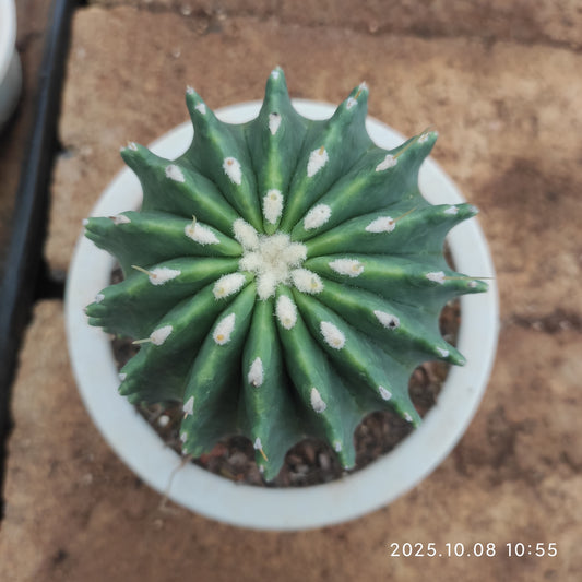 DMC066 王冠竜（11cm pot）