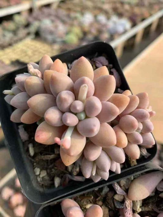 26544 ビューティーフィンガー