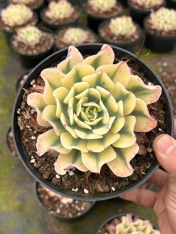 T26429 ツーナーミー錦