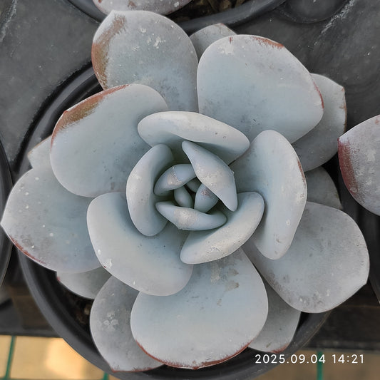 MMY175 ラウイ（9cm pot）