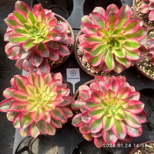 25497 レッド　ベルベット