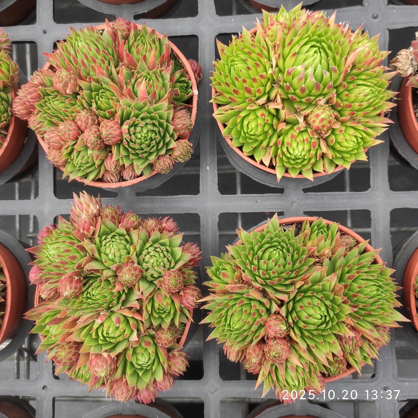 18484 ジョブ　オーリアニー（9cm pot）