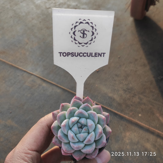 20067 ドリームスーツ（5.5cm pot）