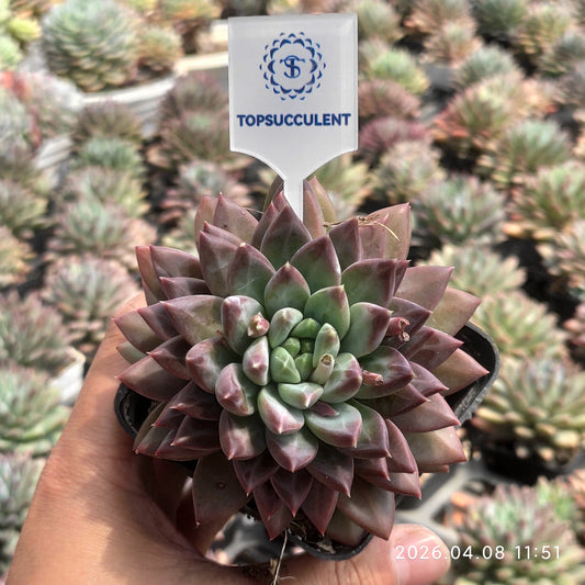 T2847 ダークモンスター