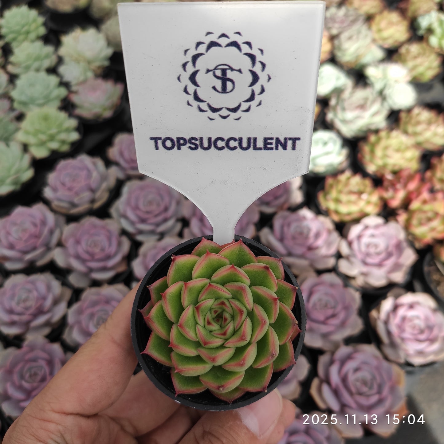 18750 フラッシュ　ライト（5.5cm pot）