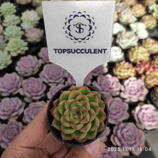 18750 フラッシュ　ライト（5.5cm pot）