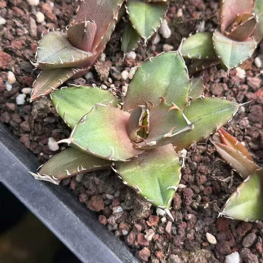 50238 アガベ　チタノタ　鬼爪