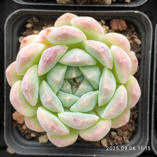 RC057 アイス　スピリットHyb（7cm pot）