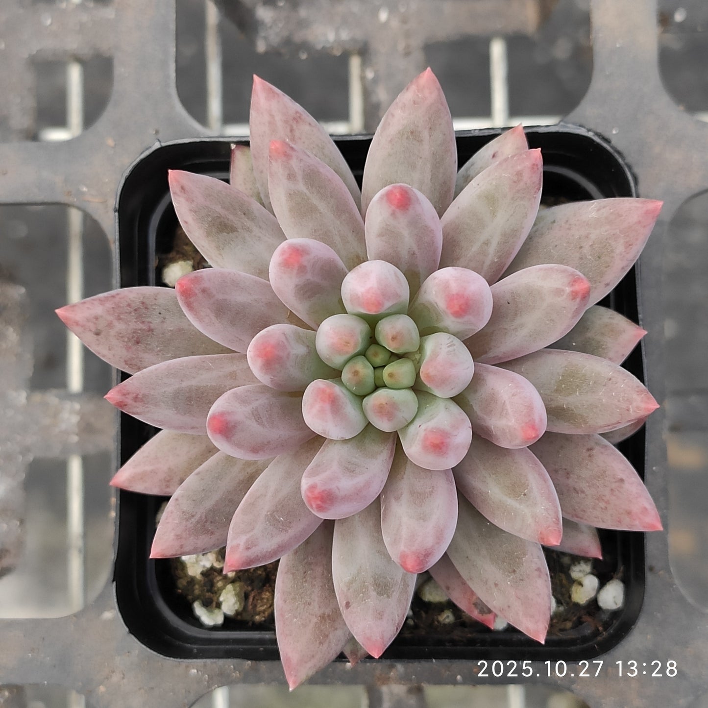 HG108 ゴールドフィッシュ（7cm pot）