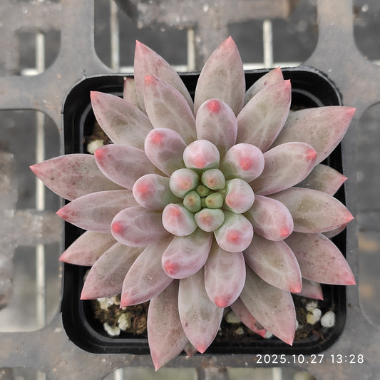 HG108 ゴールドフィッシュ（7cm pot）