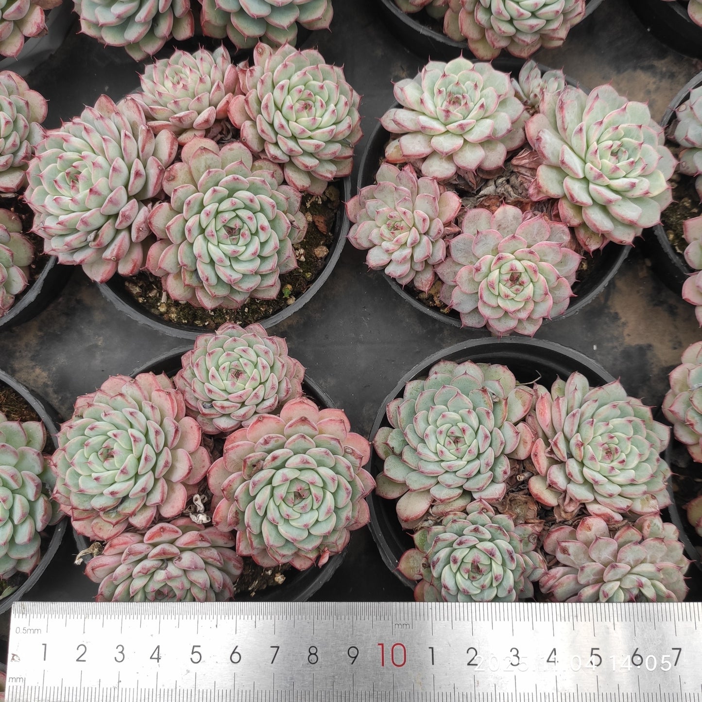 20878 ワイト　ミニマー（9cm pot）