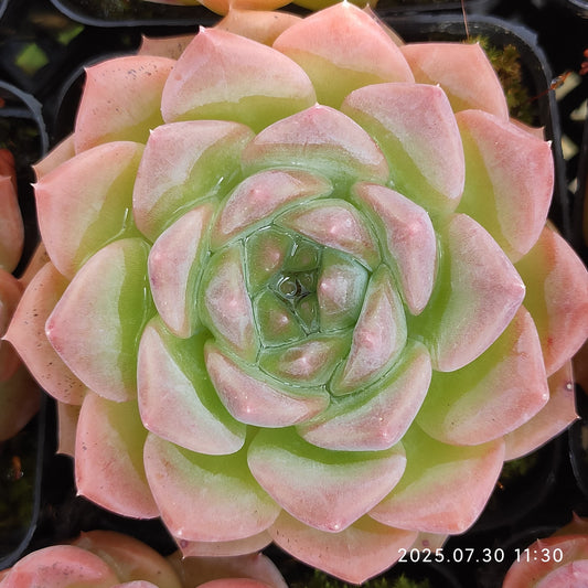 QN394 アメイジンググレイス（7cm pot）