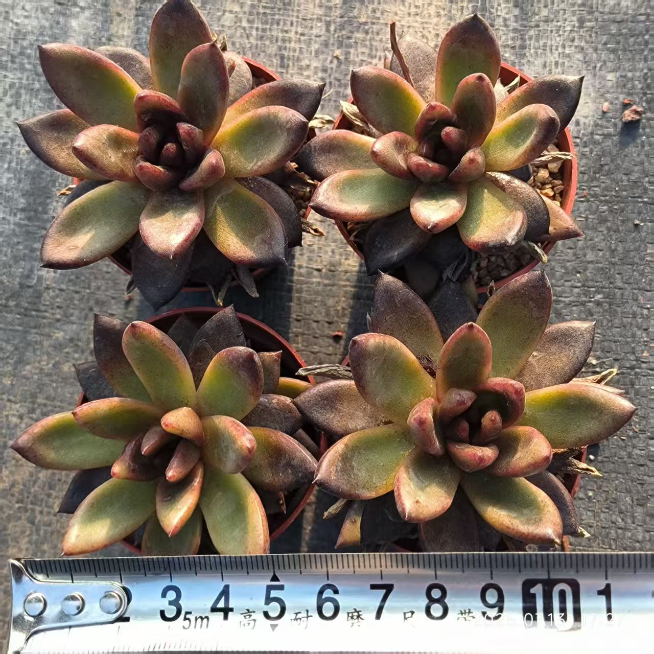 QH116 パープルローズ（6.5cm pot）