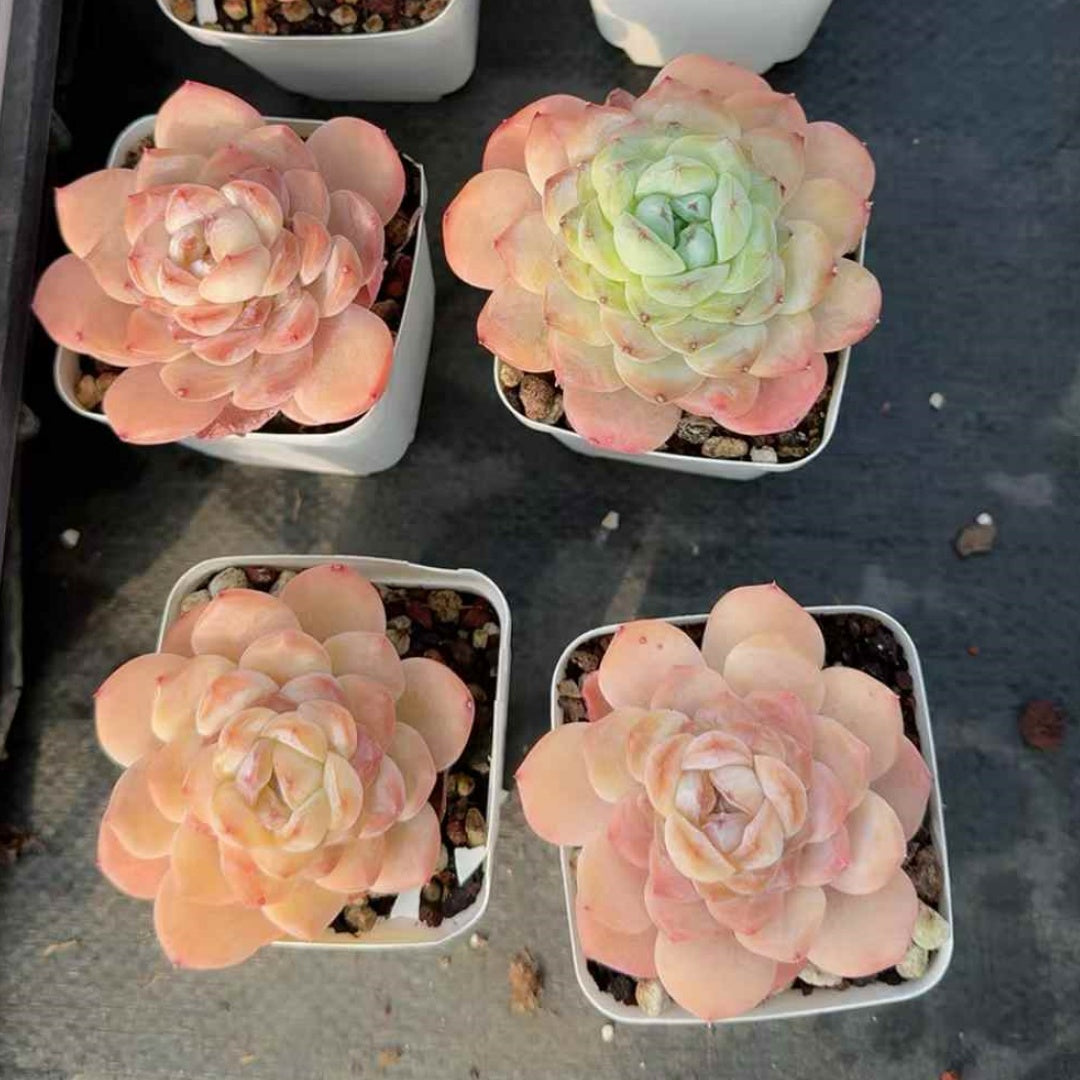 26140 キャンディーハウズ