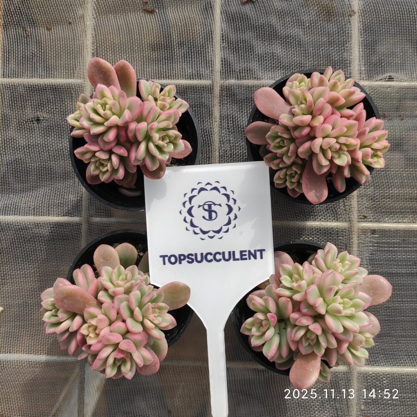 22488  タロック錦（5.5cm pot）