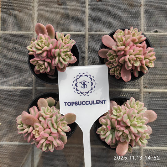 22488  タロック錦（5.5cm pot）