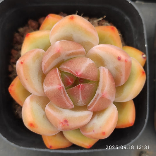 LMM332 チャーロッテ（6.5cm pot）