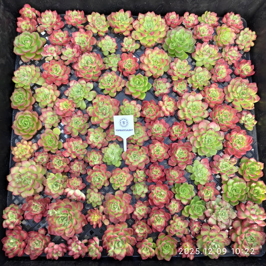 220754 レディジア錦（カット苗）