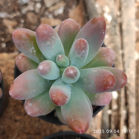 MMY1246 ファット　スター（5.5cm pot）
