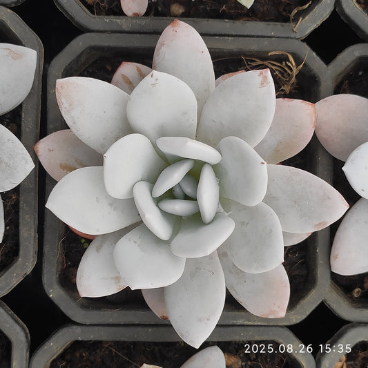 DQ087 ラウイ (9cm pot)