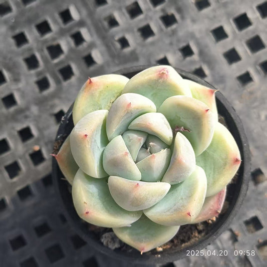 DX082 アンナジェニー（7cm pot）