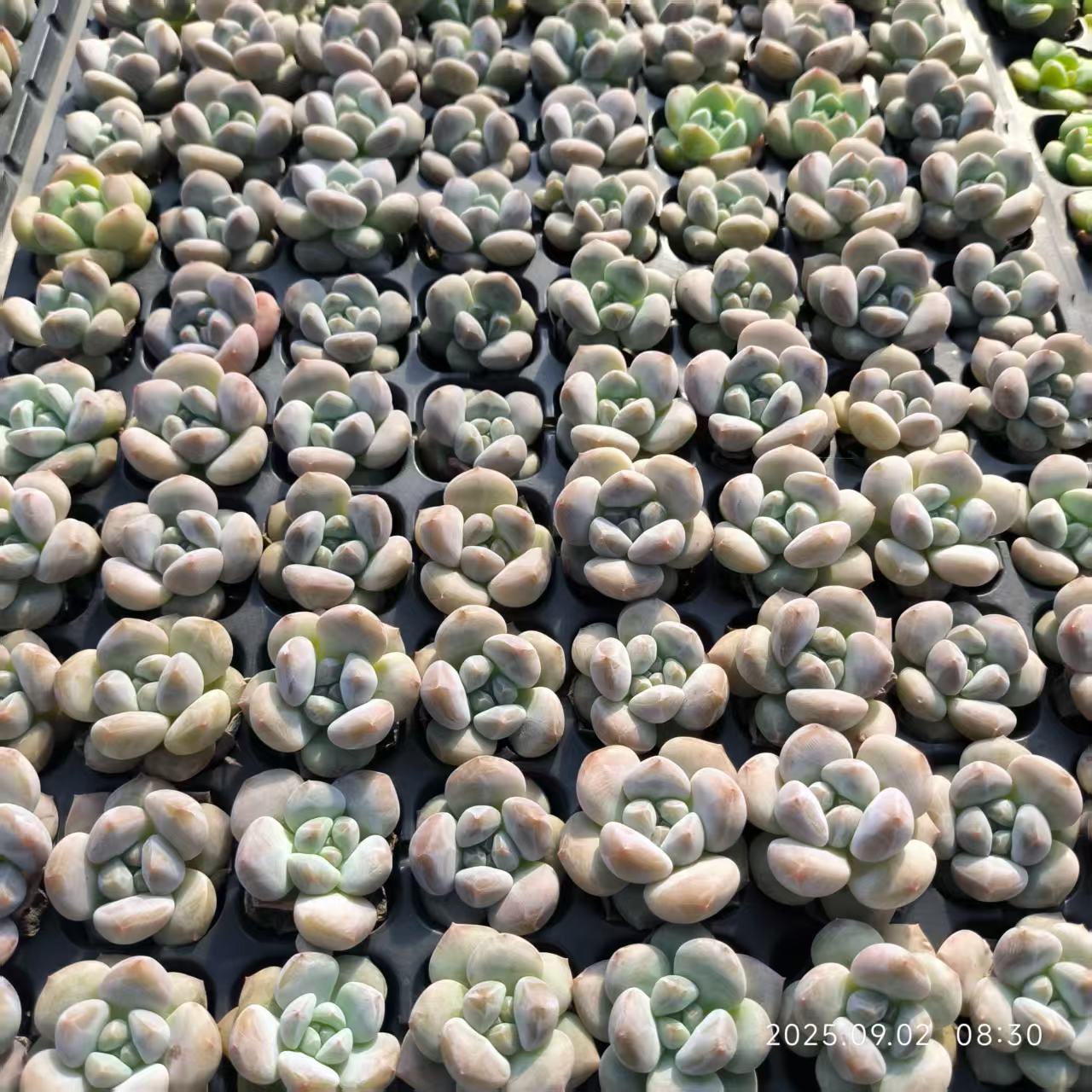 21739 フレグランス ドリーム（3cm pot）（ポット苗）