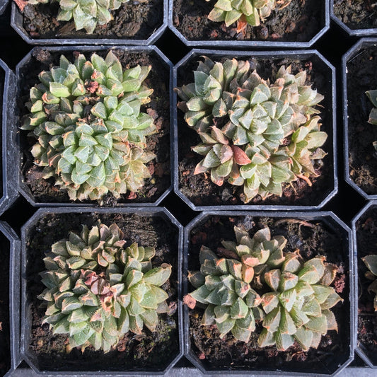 TPKM006 氷砂糖コオリザトウニシキ（3cm pot）
