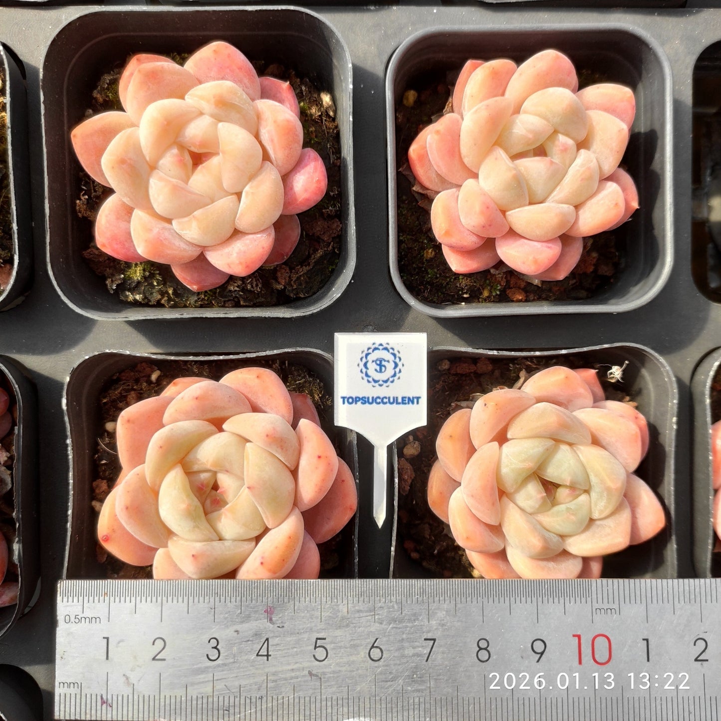 18355 ローンリー　ハート Hyb