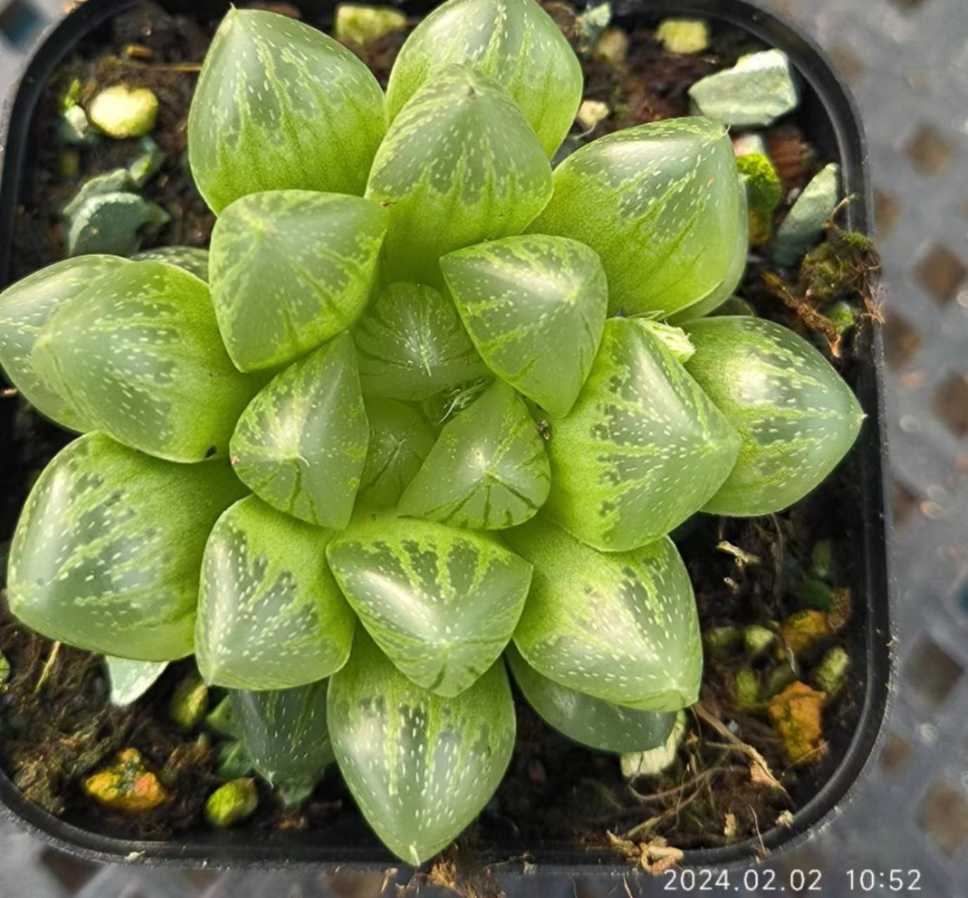 1323 ハオルチア・オブツーサ