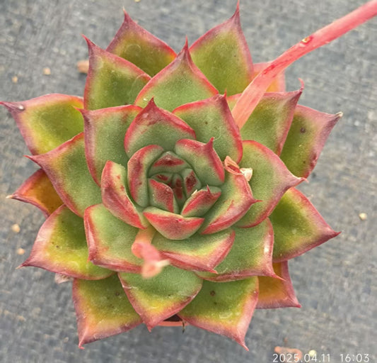 XS951 アガボイデス Hyb （6.5cm pot）