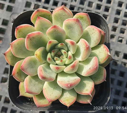 GR404 スターライトジェニー（6.5cm pot）