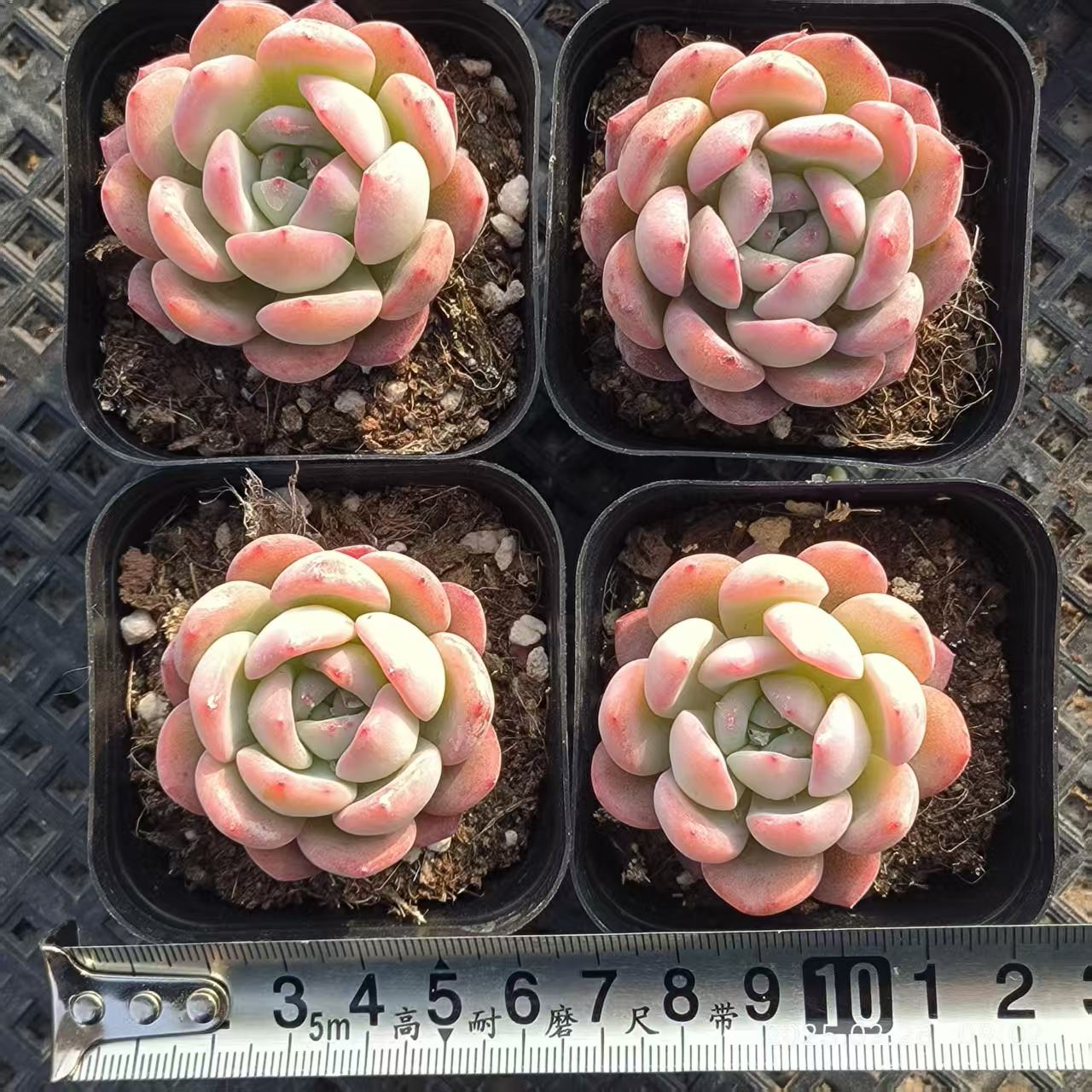RDD293 スターマーク(6.5cm pot)