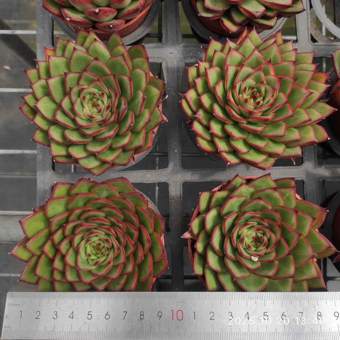 ZXX287 アマビレ Hyb（9cm pot）