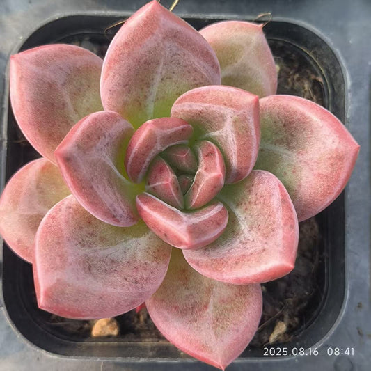 LG651 タイガー スキン（6.5cm pot）