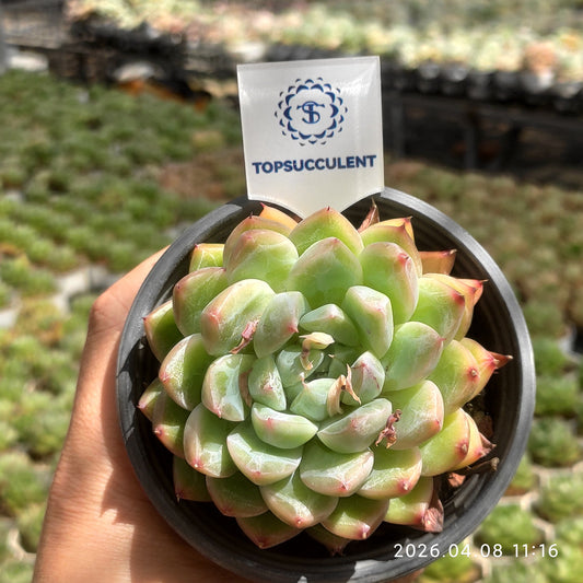 10857 アイスマウンテンジェニー