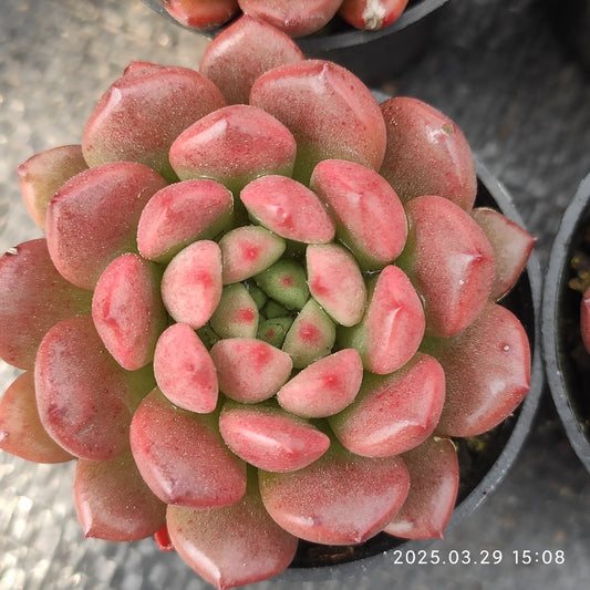 MMT197 ピンクルルビー （5.5cm pot）