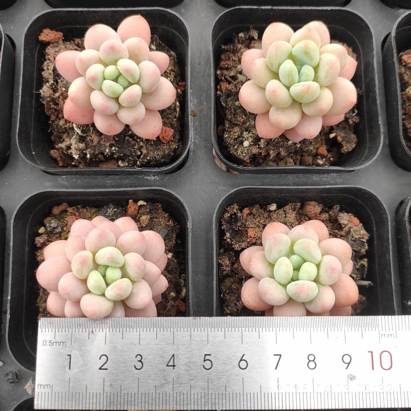 LMM392 ダフネ（6.5 cm pot）