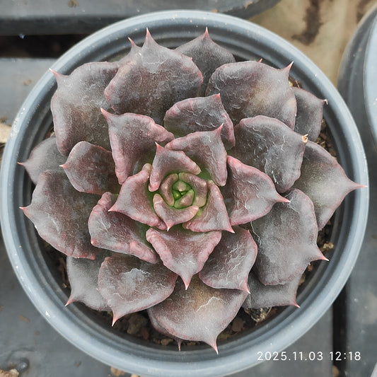 22341 ブラックマディバ（9cm pot）