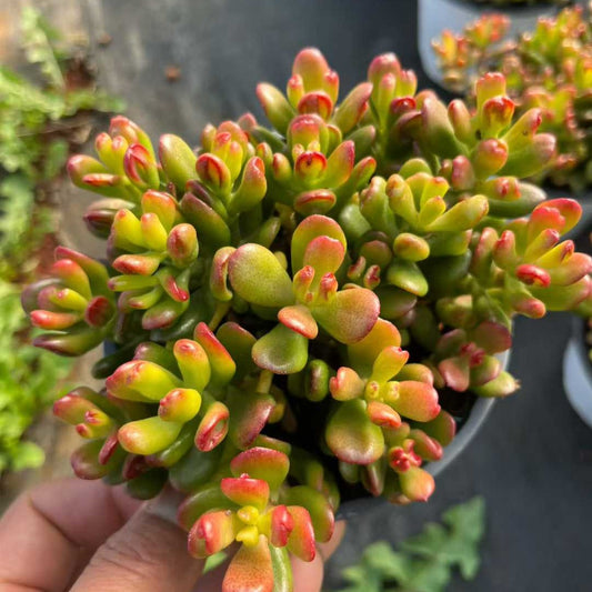 26175 オバタ ‘ホビット’