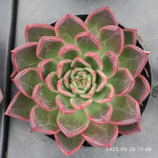 XY006 ラフィア（9cm pot）