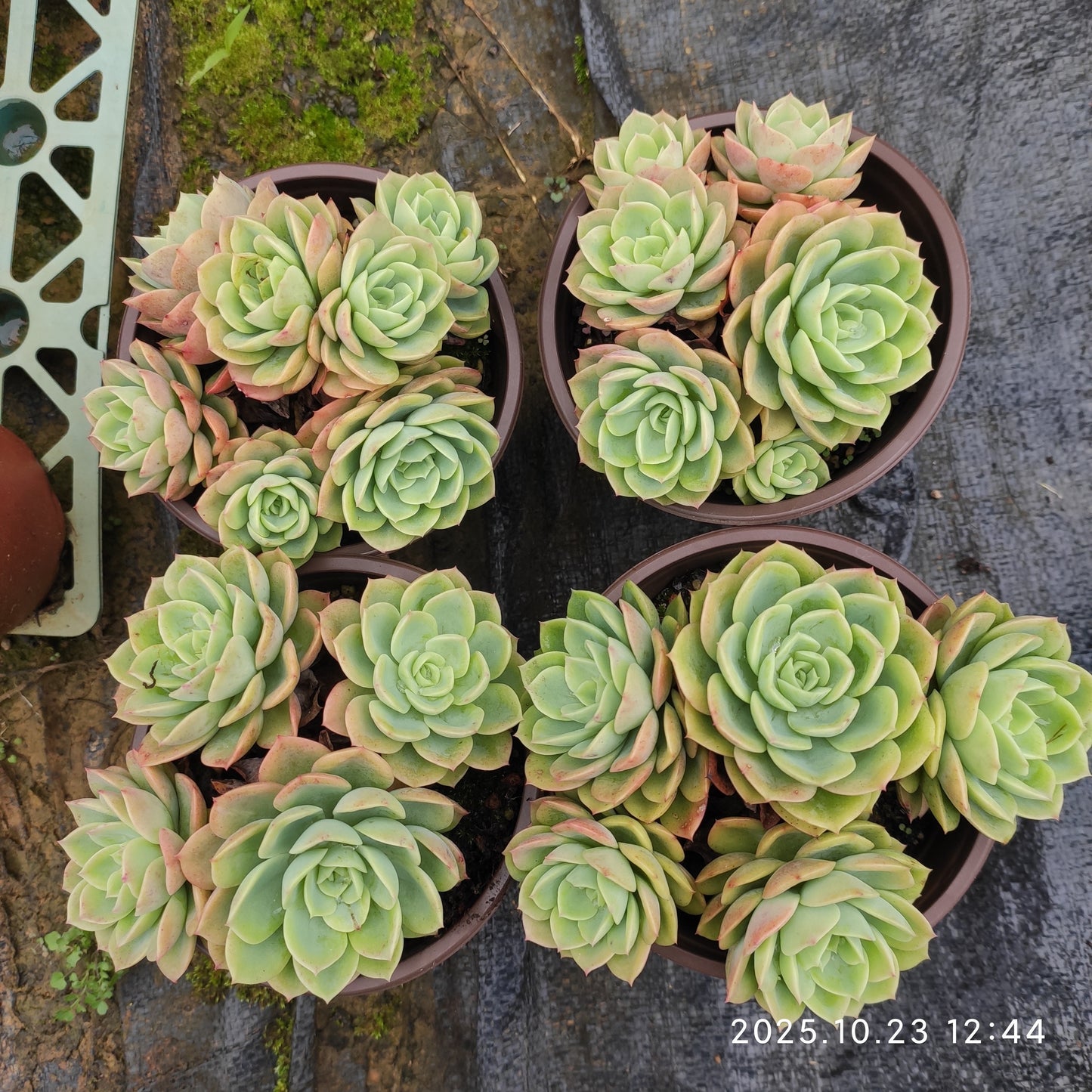 21962 メロン（12cm pot）