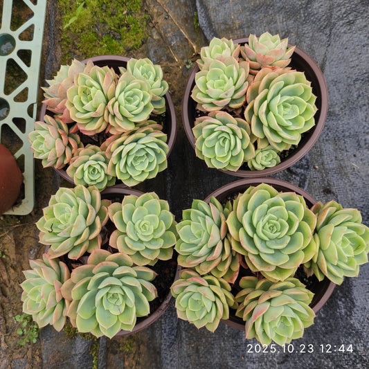 21962 メロン（12cm pot）