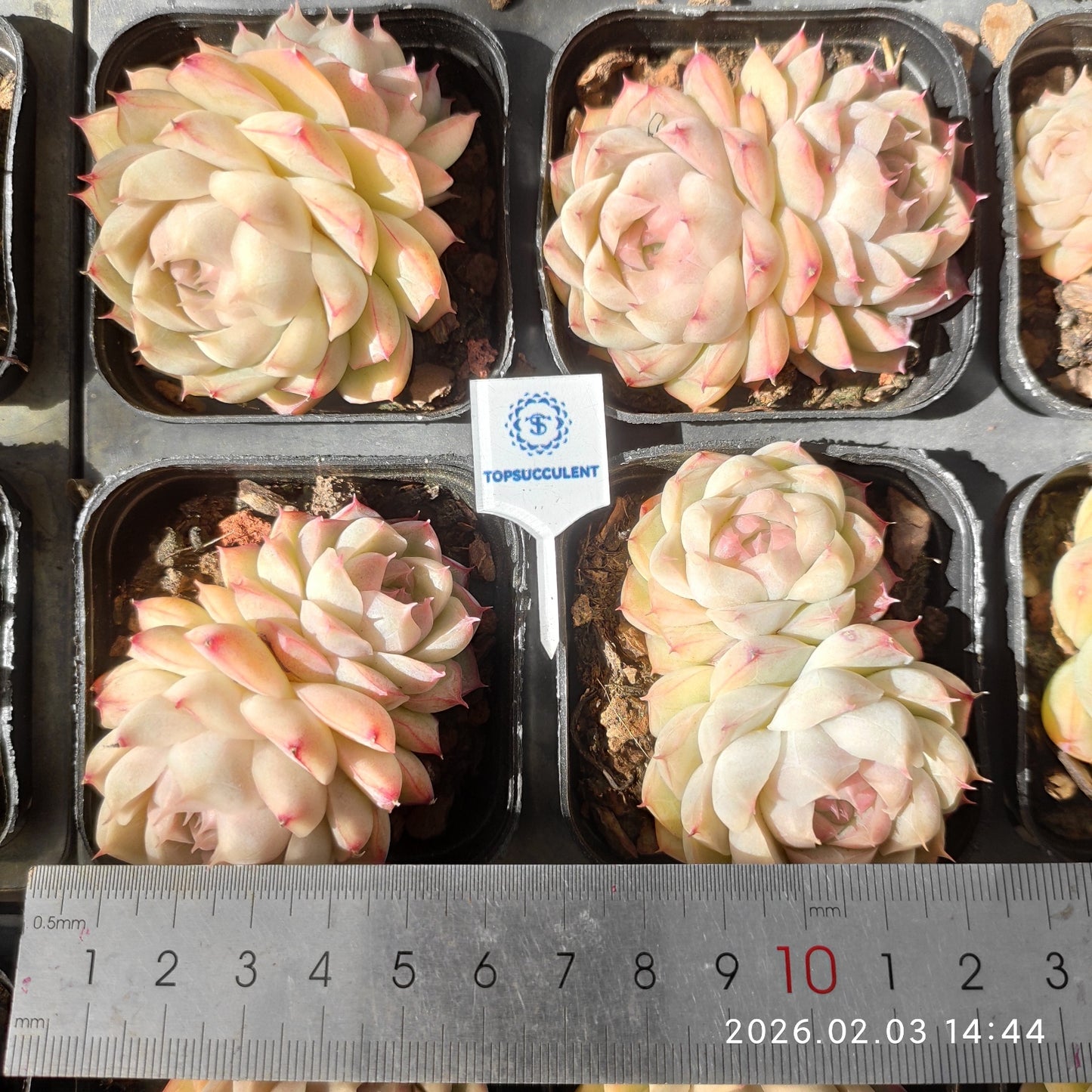 25673 クイーンオブピーチ