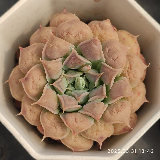 DWZ252 メキシコティアーズ （7cm pot）