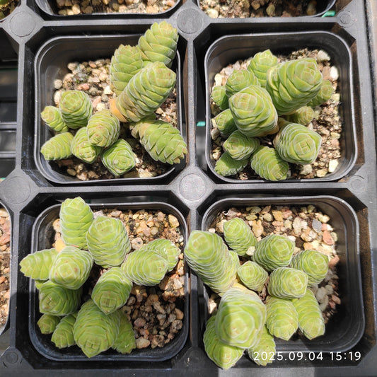 MMY1287 クラッスラ　コルメッラ（6.3cm pot）