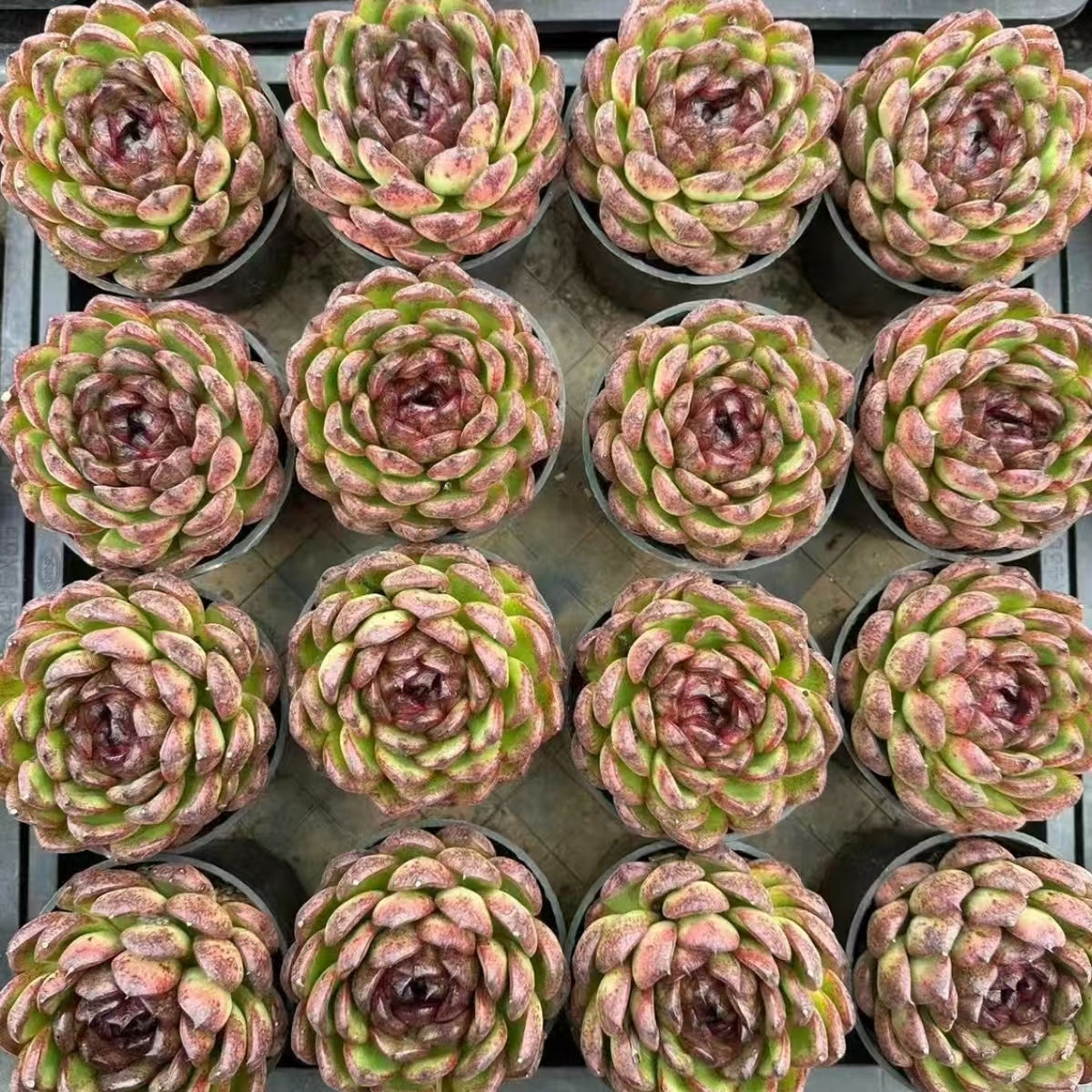 21180 キャンディー　チョクロット（10cm pot）