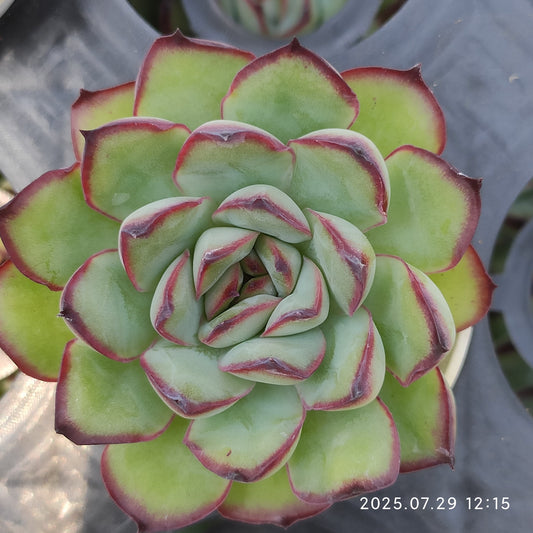ZZA159 メキシコプリドニス（5.5cm pot）