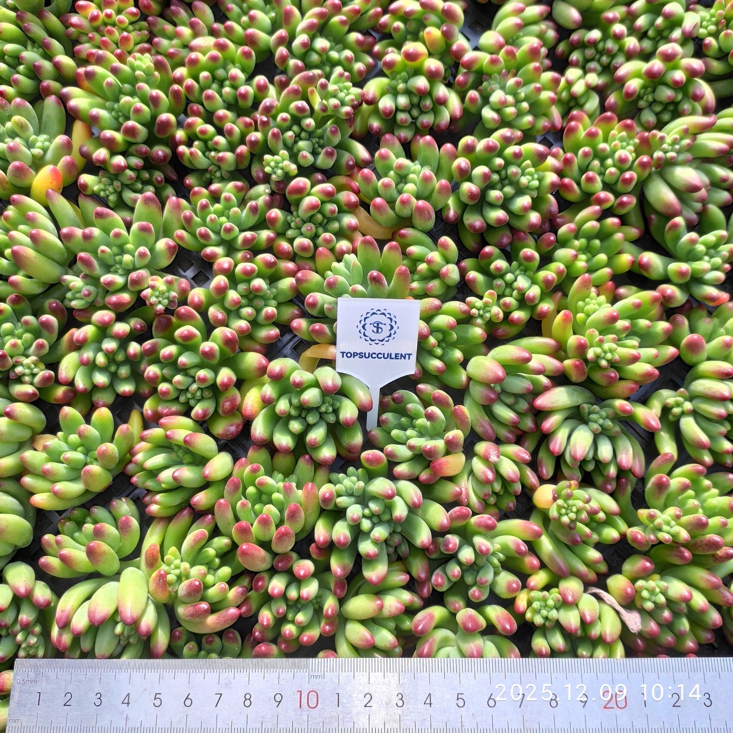 220753 カライドスコープ（カット苗）