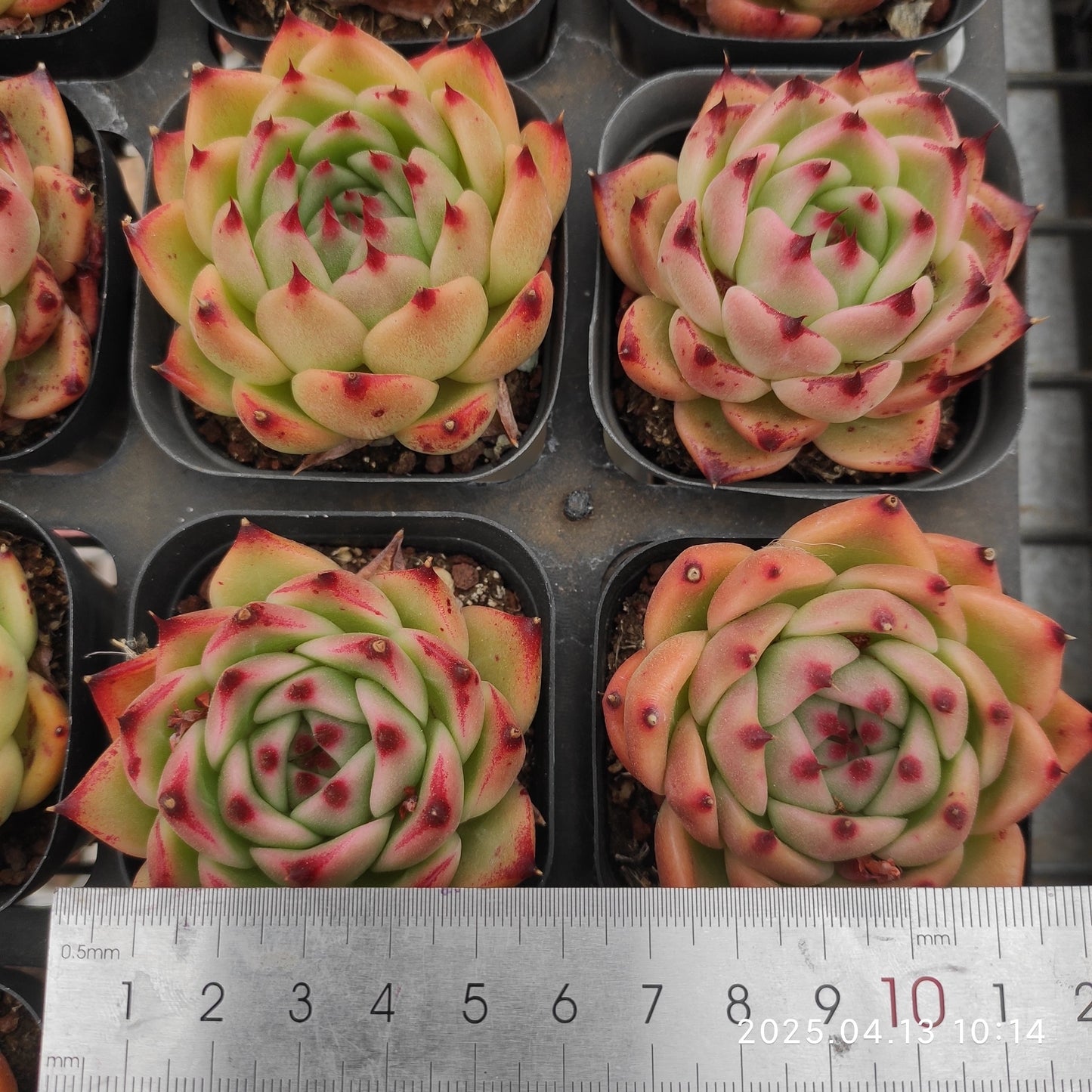 LMM385 ラウンディング（6.5 cm pot）